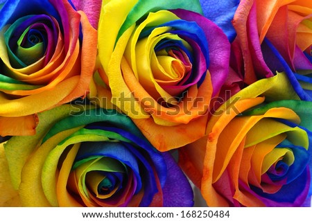 Close up of happy flower : rainbow rose with colorful petals