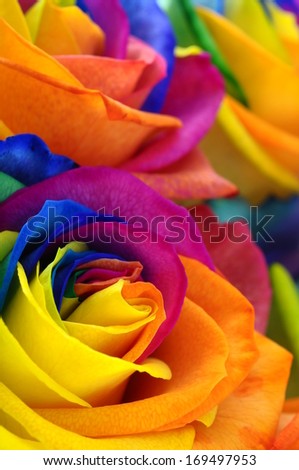 Close up of happy rose : rainbow flower with colorful petals