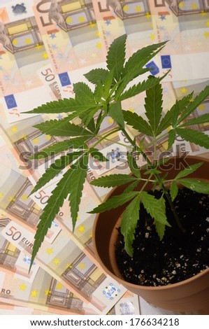 Cannabis plant and lot of euro money from drug