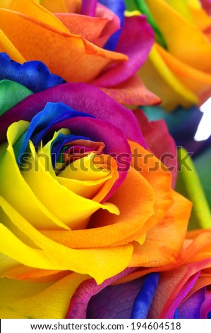 Close up of happy rose : rainbow flower with colored petals