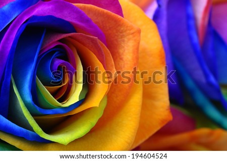 Close up of happy rose : rainbow flower with colored petals