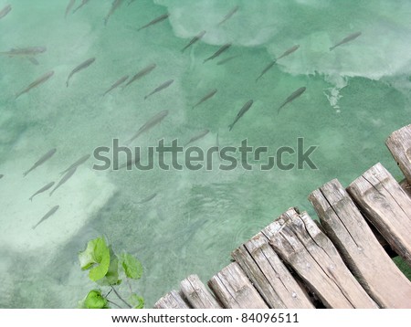 Fishes and wood pontoon at the lakes of Plitvice\'s National Park in Croatia