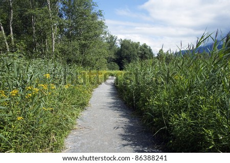 Footpath going through reeds and flower in the protected area of  Doussard, Annecy, France
