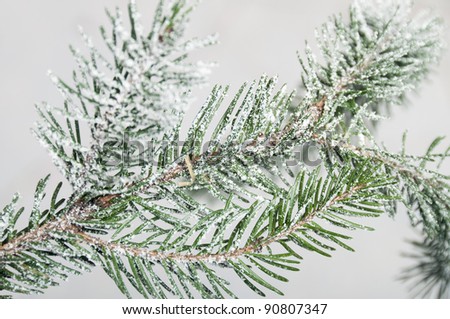 Thorns of fir and artificial snow on clear background