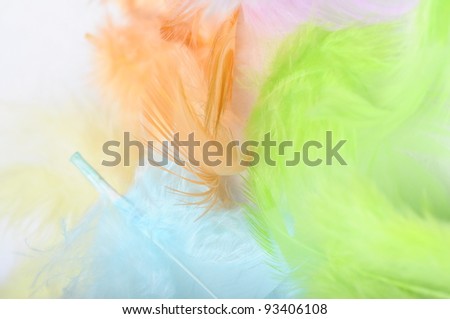 Some colored feathers for background or texture
