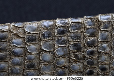 Dried snake skin and scales for textures or background