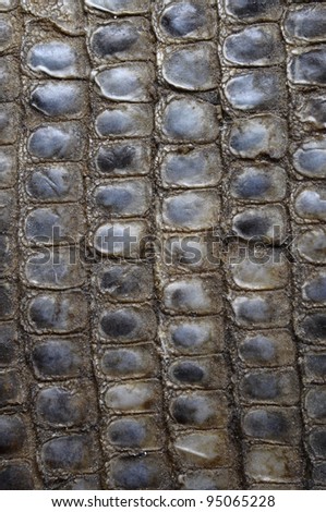 Dried snake skin and scales for textures or background