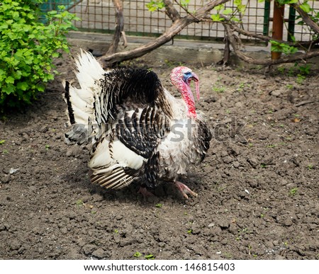 thanksgiving turkey strutting his stuff
