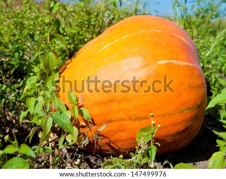 Pumpkin plants with rich harvest on a field ready to be harvested