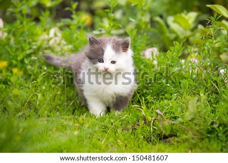 gray, white angry kitten with blue eyes and open mouth and sharp teeth on grass