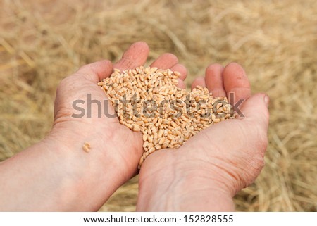 Old woman hand with seeds and wheat land