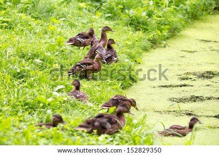 Beautiful ducks jump in water