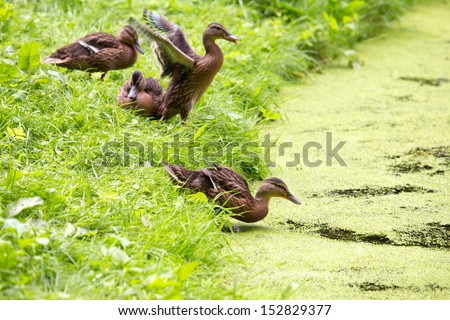Beautiful ducks jump in water