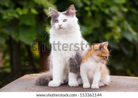 Two friends pretty cats