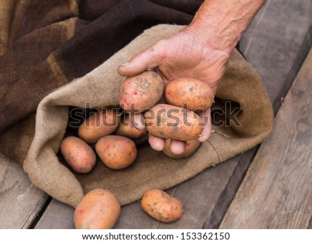 Old man hand with Fresh harvested potatoes with soil still on skin, spilling out of a burlap bag, on a rough wooden palette.