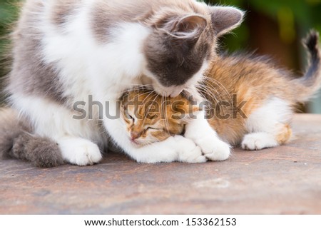 Two friends pretty cats play, kiss