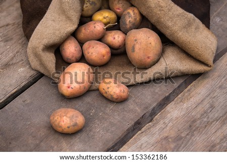 Fresh harvested potatoes with soil still on skin, spilling out of a burlap bag, on a rough wooden palette.