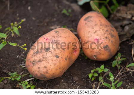 Two big dirty fresh potatoes in garden soil