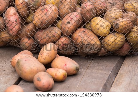 Fresh harvested potatoes with soil still on skin, spilling out of a bag, on a rough wooden palette.