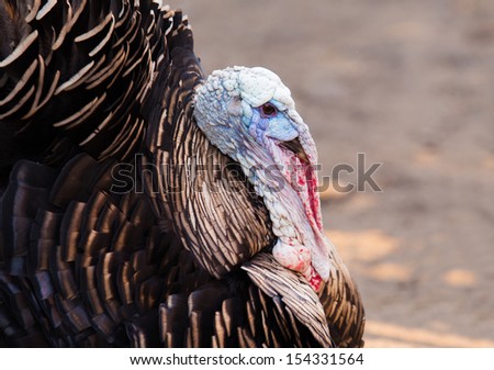 Profile of a thanksgiving turkey isolated on a over orange background