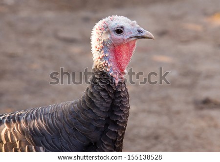 Profile of a young female thanksgiving turkey isolated on a over grey background