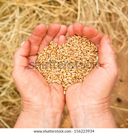 Old woman hand with seeds and wheat land