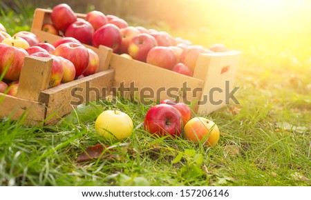 photo of freshly picked red apples in a wooden crate on grass in sunshine light.