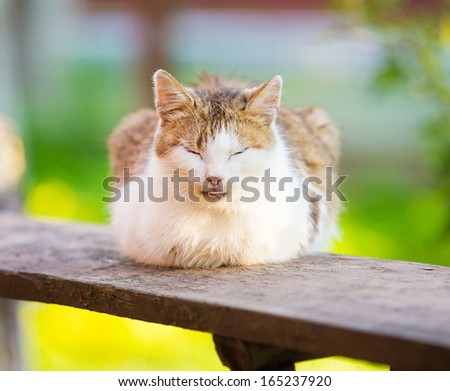 White and red cat sleep on wooden desk