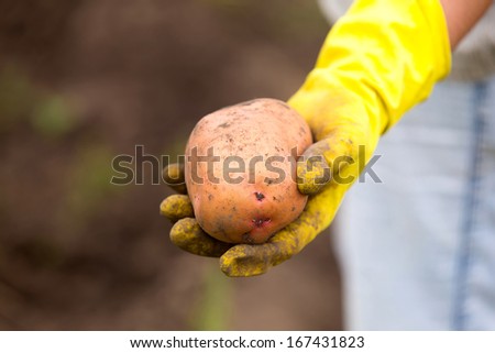 Hands in gloves holding big dirty harvested potatoes