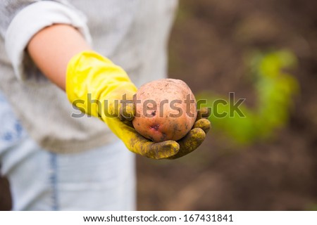 Hands in gloves holding big dirty harvested potatoes
