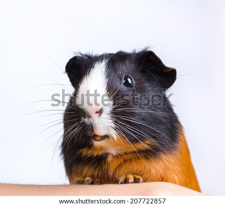 portrait of guinea pig stay on feet and hod on hand