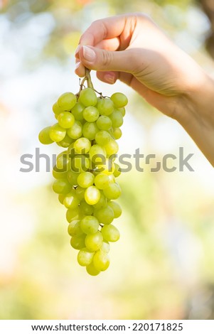 Hands holding bunch of ripe fresh organic green grapes during summer harvest in vineyard orchard
