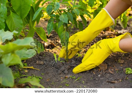 Hand in gloves planting new plant