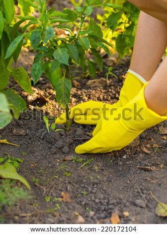 Hand in gloves planting new plant