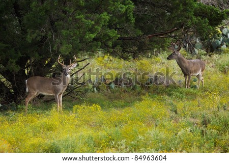 Two White-Tailed Deer