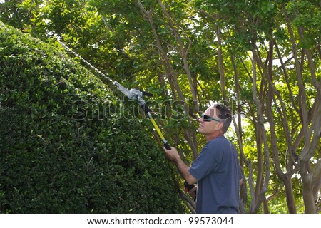 gas-powered trimmer on yaupon holly tree