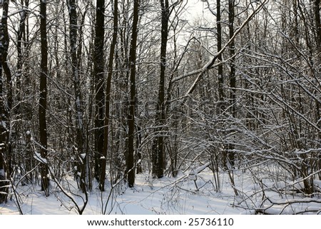 Winter forest background. Trees, sun and snow.