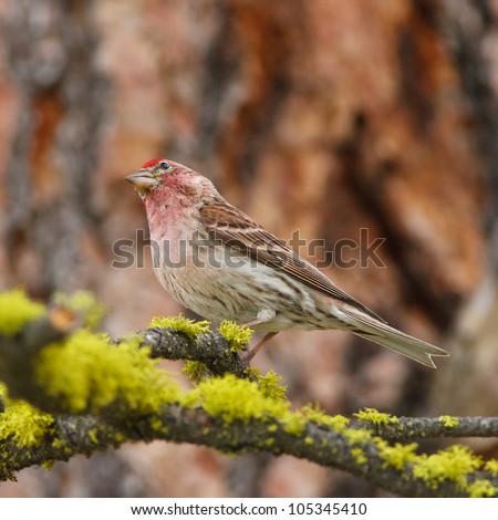 Male Cassin\'s finch with tilted head looking up while perched on branch in a pine tree