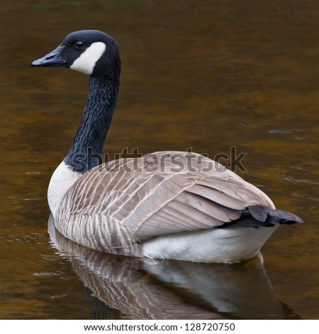 Resting Canada Goose resting on calm waters in a pond