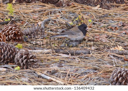 Dark-eyed Junco on pine forest floor with seed in beak
