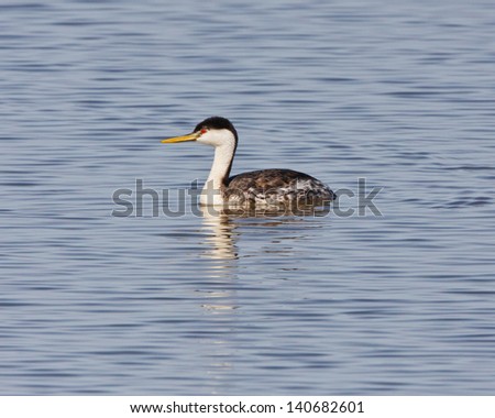Western Grebe facing to the left while floating on the water small ripples