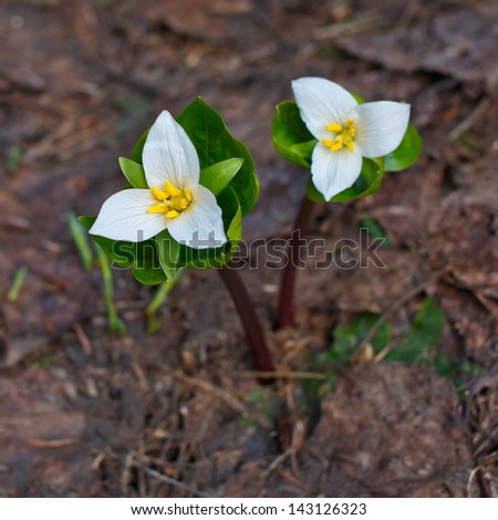 Pair of blooming Trillium flowers displaying new growth through the forest floor.