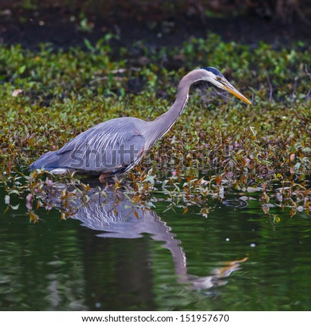 Great Blue Heron wading near the edge of a pond in search of food.
