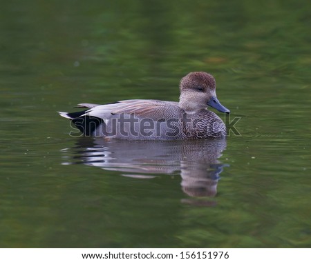 A male Gadwall duck on calm water in a pond with small ripples.