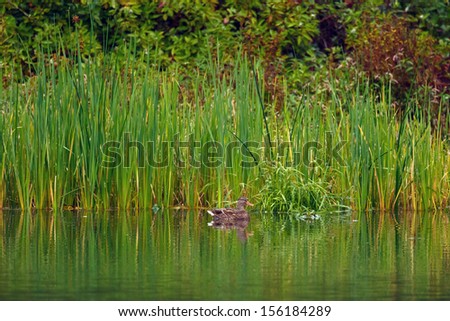Duck relaxing by the cattail reeds near the edge of a pond.