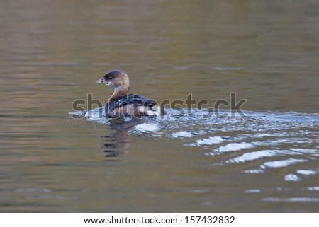 A Pied-billed Grebe with watchful eye swimming quickly on a pond while leaving behind a wake and ripples in the water.