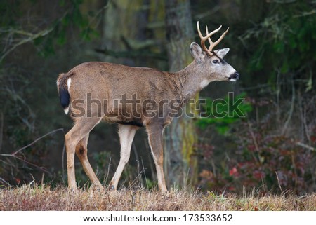 A buck standing tall with a watchful eye along a path with forest background