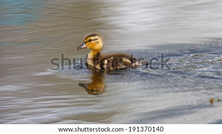 A single baby duck swimming on calm waters in a pond while making ripples