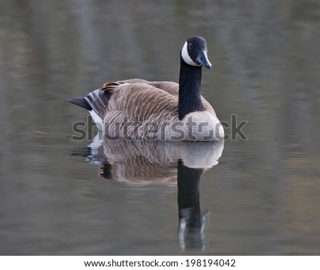 A single Canada Goose floating on the calm water of a pond showing a reflection.