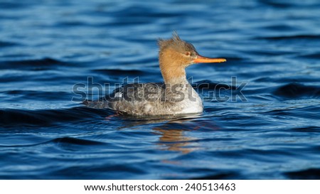 Female Red-breasted Merganser swimming in a pond with head turned